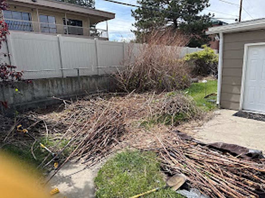 Yard & brush cleanup - before